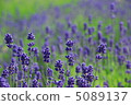 lavender 5089137