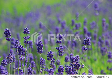 lavender lavender 5089137