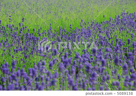 Purple Wind Purple Wind 5089138