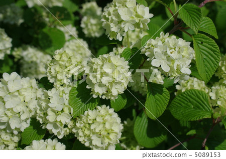 白色繡球花 5089153