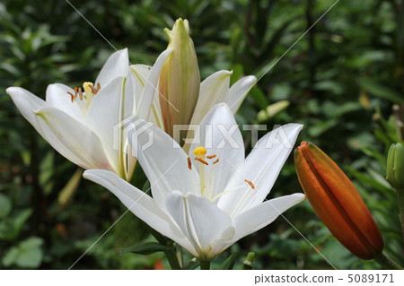 White lilies and buds White lilies and buds 5089171