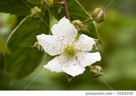 Blackberry flowers 5089209