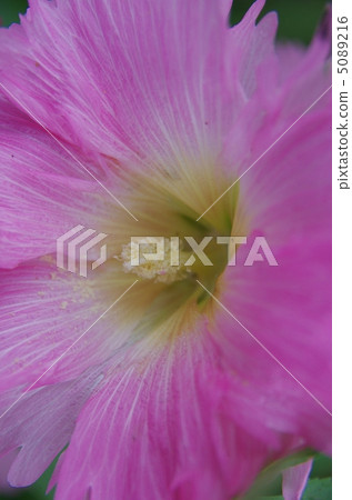 蒼井空雖然如此 5089216