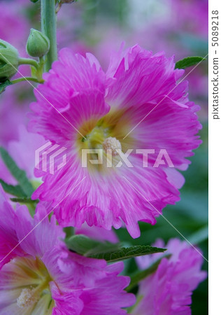 蒼井空雖然如此 5089218