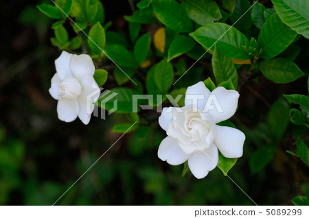 Gardenia flower　 5089299