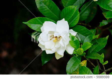 Gardenia flower　 5089300