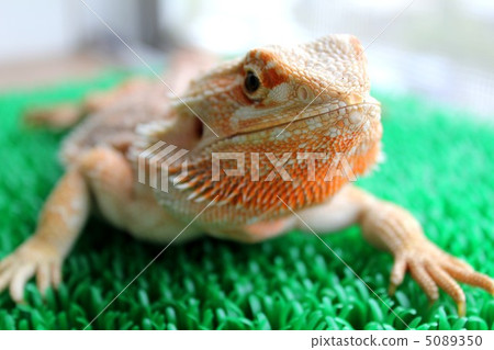 Hoop bearded lizard 5089350