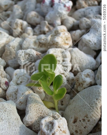 Budding of the coral beach 5089356