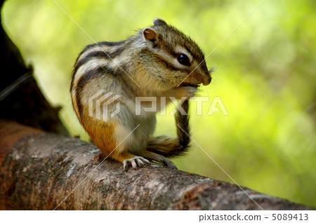 尾松鼠尾巴 5089413