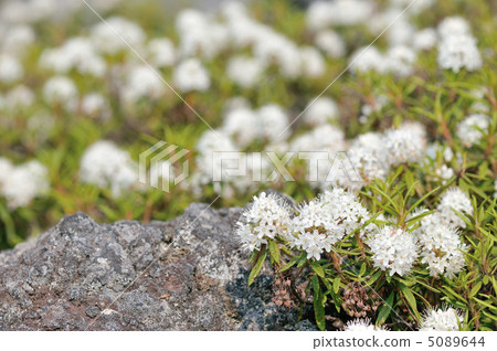 Izu azalea 5089644