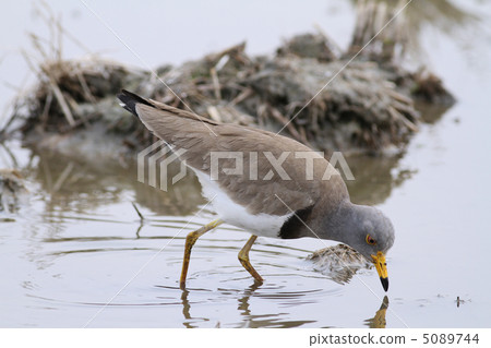 科力大人 科力大人 5089744