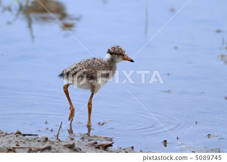 凱莉小雞 凱莉小雞 5089745