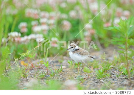 Chicks of the Komitori Chicks of the Komitori 5089773