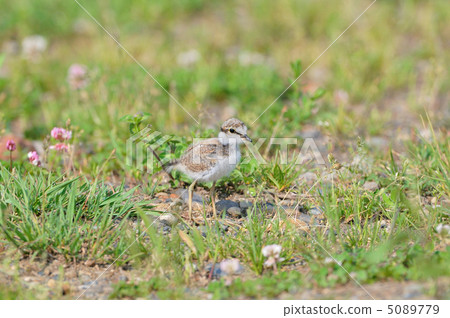 Komitori的小雞 5089779