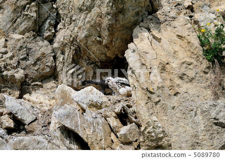 Parent and child of Falcon Parent and child of Falcon 5089780