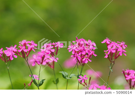 Musi Trinadesico Musi Trinadesico 5090014