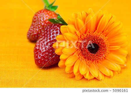 Gerbera flower strawberries lying on the orange fabric Gerbera flower strawberries lying on the orange fabric 5090161