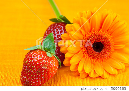 Gerbera flower strawberries lying on the orange fabric Gerbera flower strawberries lying on the orange fabric 5090163