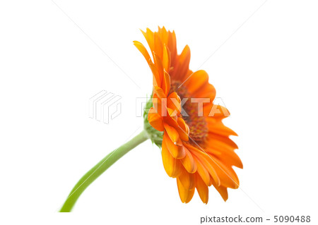 an orange gerbera flower isolated on white 5090488