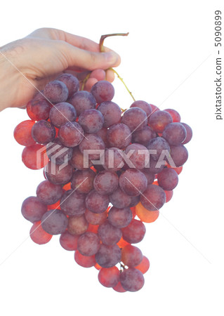 bunch of grapes on the sunny sky background 5090899