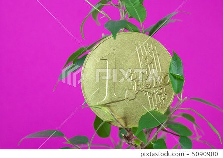 ficus and one euro coin on a purple background ficus and one euro coin on a purple background 5090900