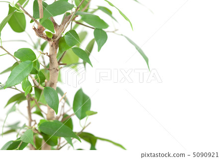 ficus in a pot on the table isolated on white ficus in a pot on the table isolated on white 5090921