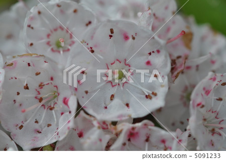 American rhododendron American rhododendron 5091233