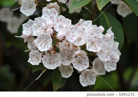 American rhododendron 5091235
