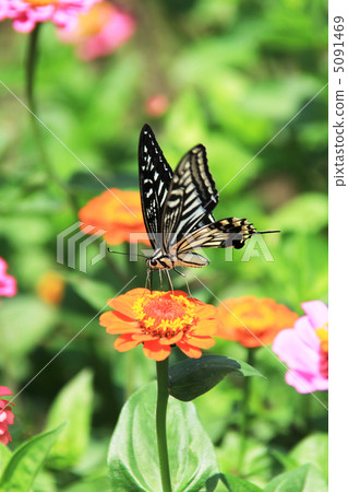 Swallowtail and swallowtail butterfly 5091469