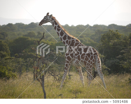 Reticulated giraffe 5091486