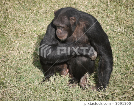 黑猩猩 5091500