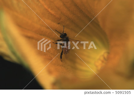 Pumpkin flowers and bees 5091505