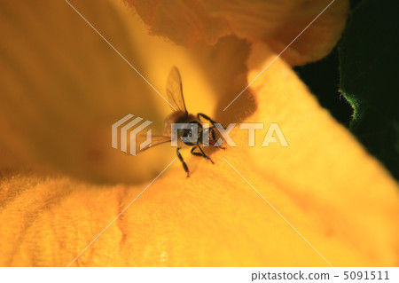 Pumpkin flowers and bees 5091511