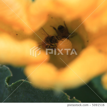 Pumpkin flowers and bees 5091516