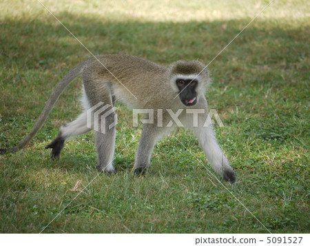 稀樹草原猴子 稀樹草原猴子 5091527
