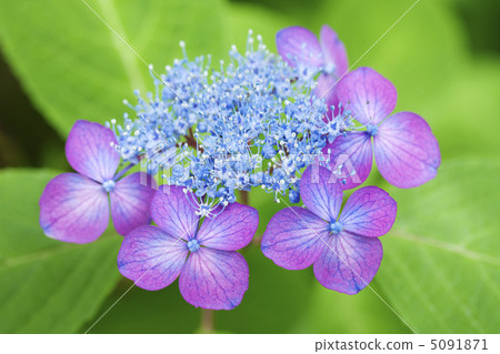 Hydrangea (Mai of Hagoromo) 5091871