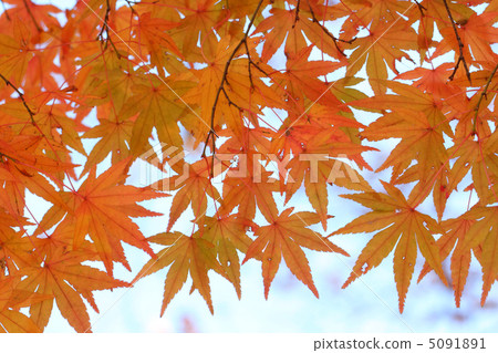 Autumn leaves Autumn leaves 5091891