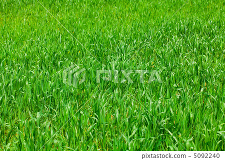 background of green grass 5092240