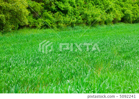 background of green grass background of green grass 5092241