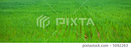 background of green grass background of green grass 5092263