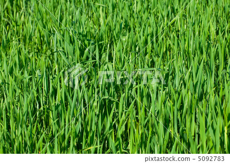 background of green grass background of green grass 5092783