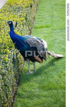 Peacocks walking on the green grass in the park 5092998