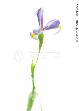 Iris isolated on white Iris isolated on white 5093027