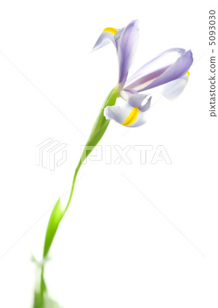 Iris isolated on white Iris isolated on white 5093030