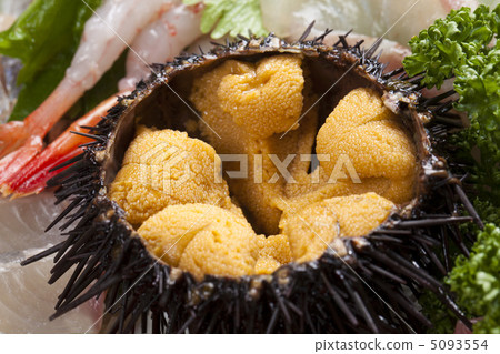 Murasaki Sea Urchin Murasaki Sea Urchin 5093554