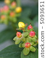 Hippelicum的芽和果實 5093651