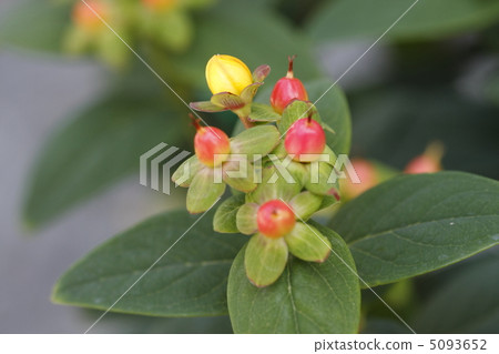 Buds and fruits of Hippelicum 5093652