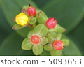 Hippelicum的芽和果實 5093653