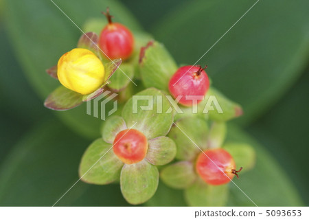 Hippelicum的芽和果實 Hippelicum的芽和果實 5093653