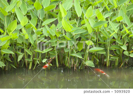 花園池塘的Nishikigoi和Mizukanna的年輕葉子 5093920